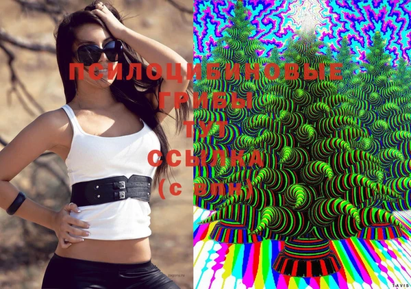 сатива Магадан